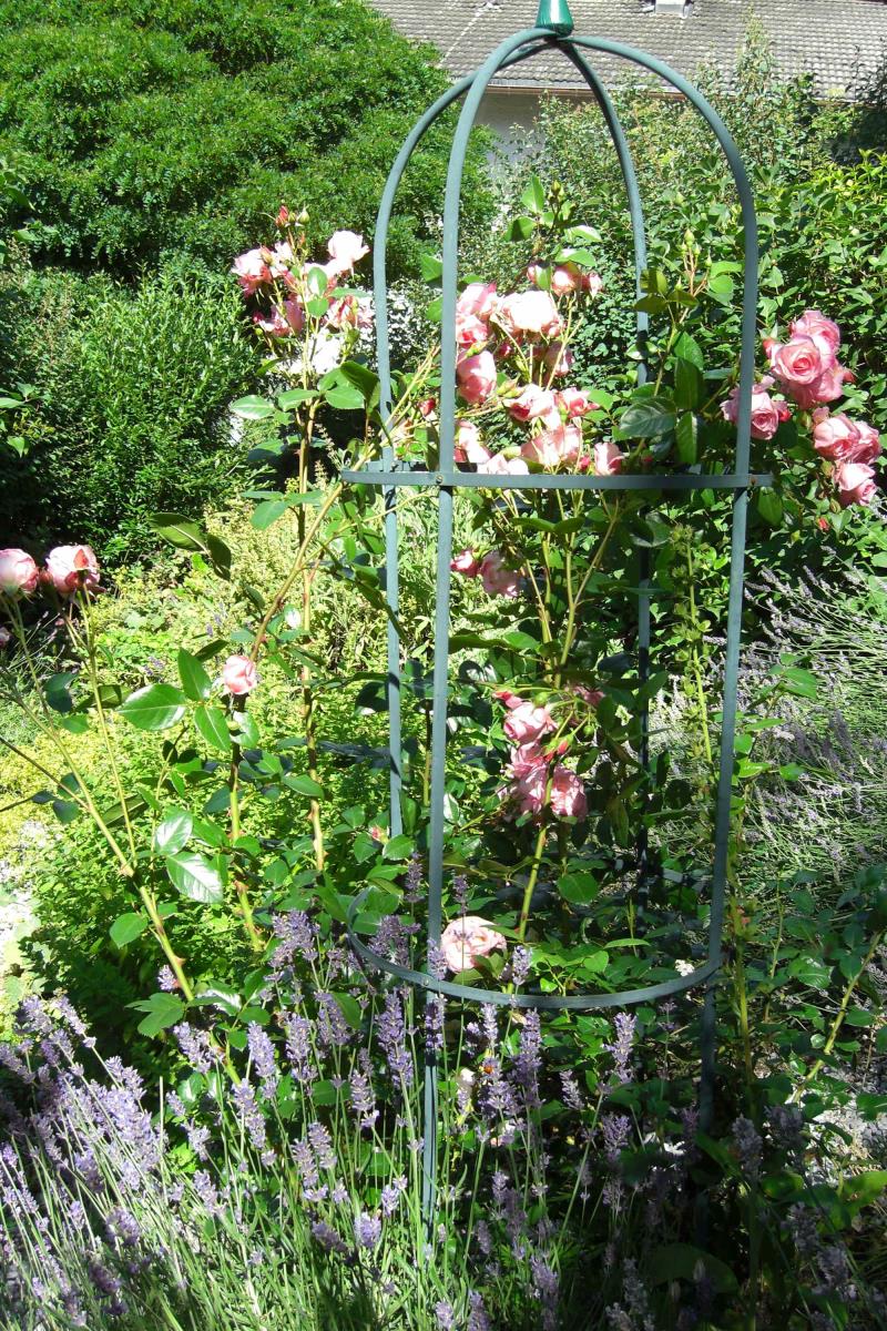 Garten mit Rosen und Lavendel