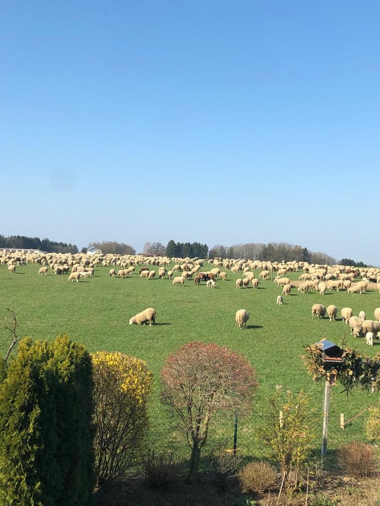 Perchting - Landwirtschaftlicher Grund und Waldfläche in Perchting